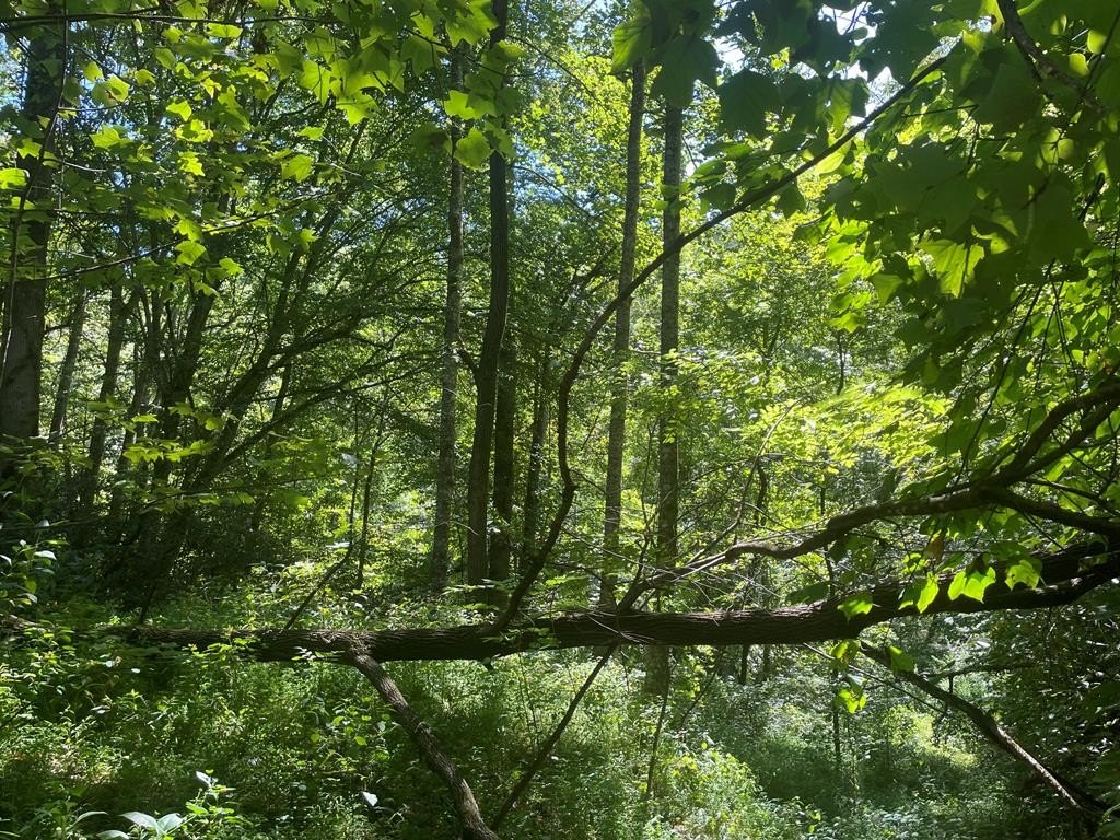 Unrestricted Acreage Near Bryson City