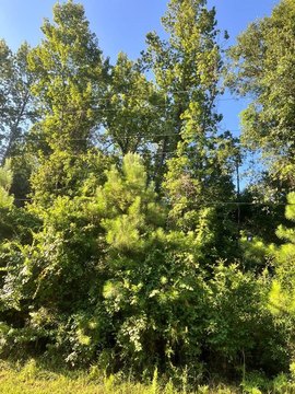 Land, Kirbyville, TX