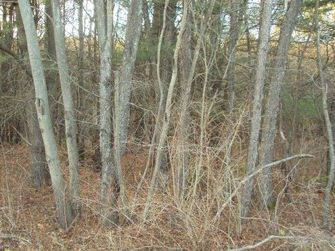 6.13 Acre Building Lot