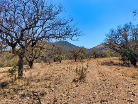 8 Acres Wooded Land, Fort Davis