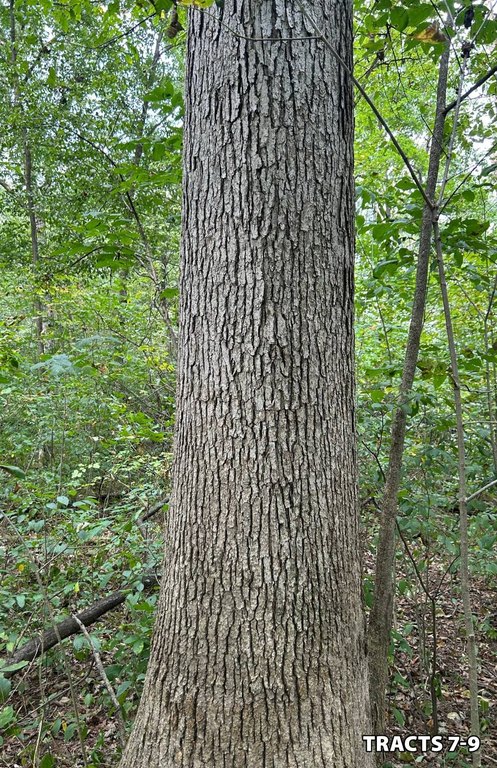 Picture 35