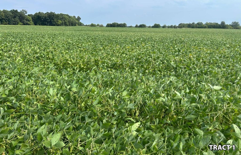 Picture 7