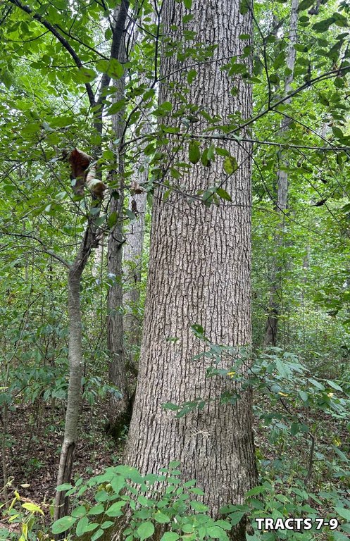 Picture 36