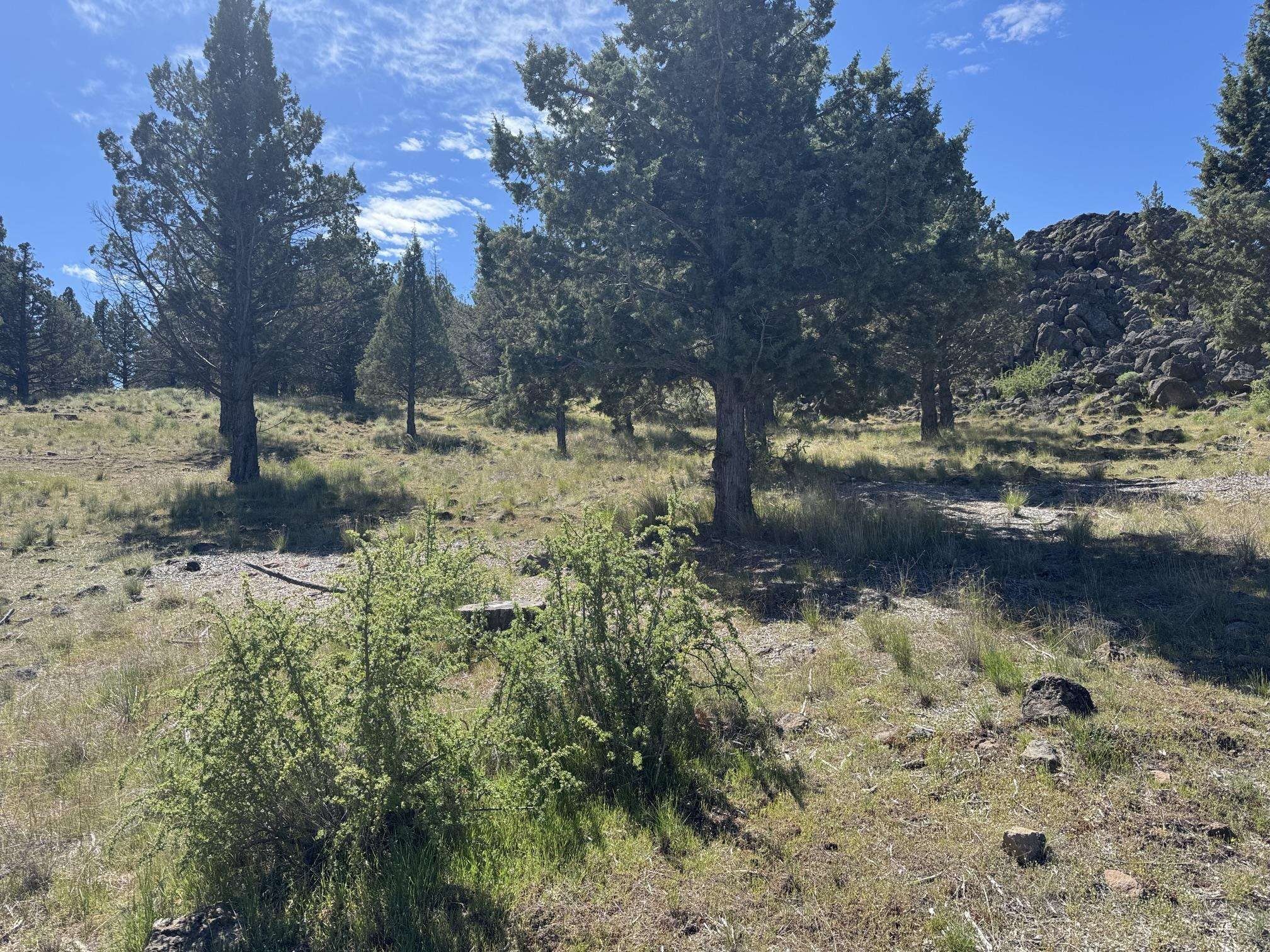 Oversized Lot in Lake Shastina