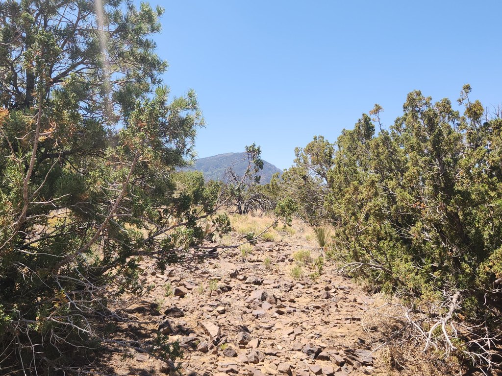 Picture 8