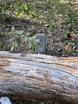 Alligator Point Land For Sale