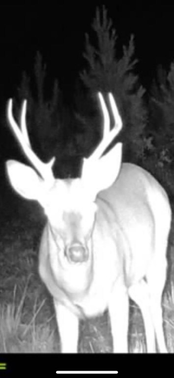 Picture 45