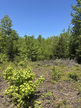 LAND - Hancock, ME