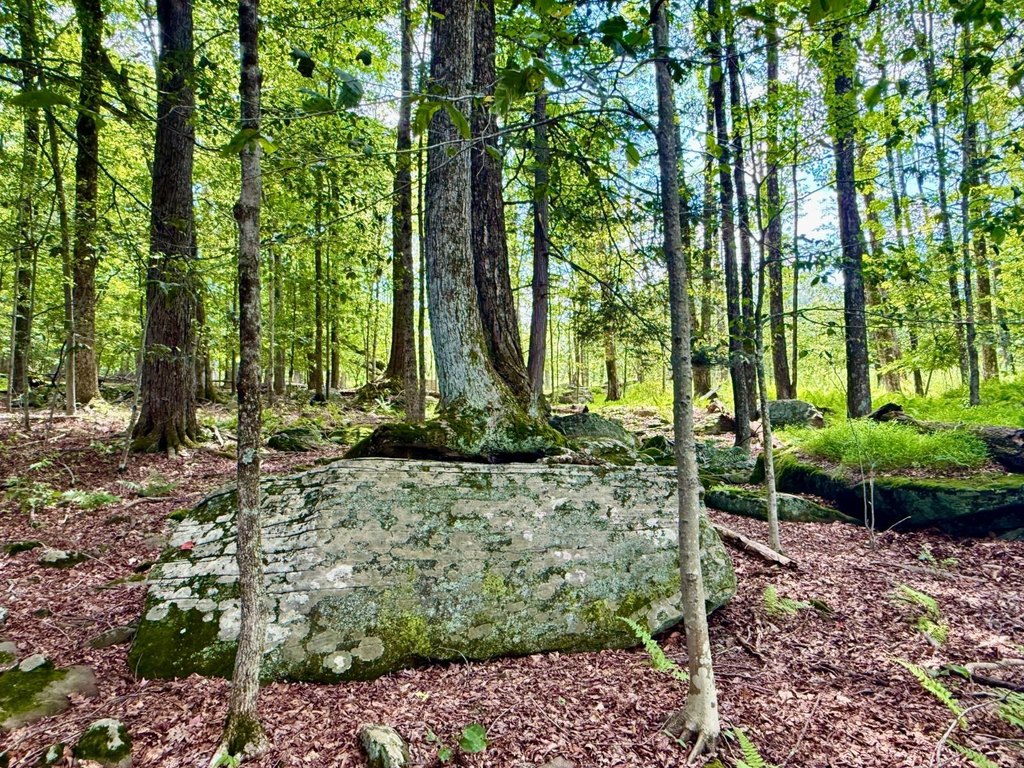 Picture 8