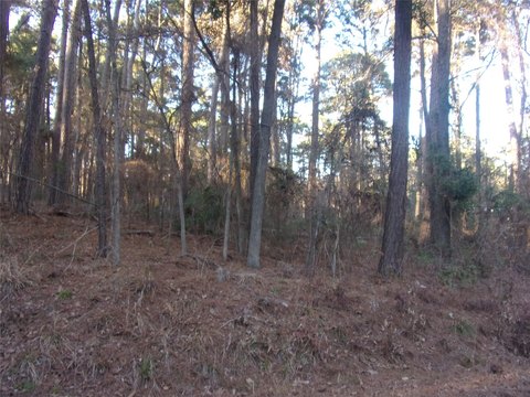 Heavily Treed Land Near Lake