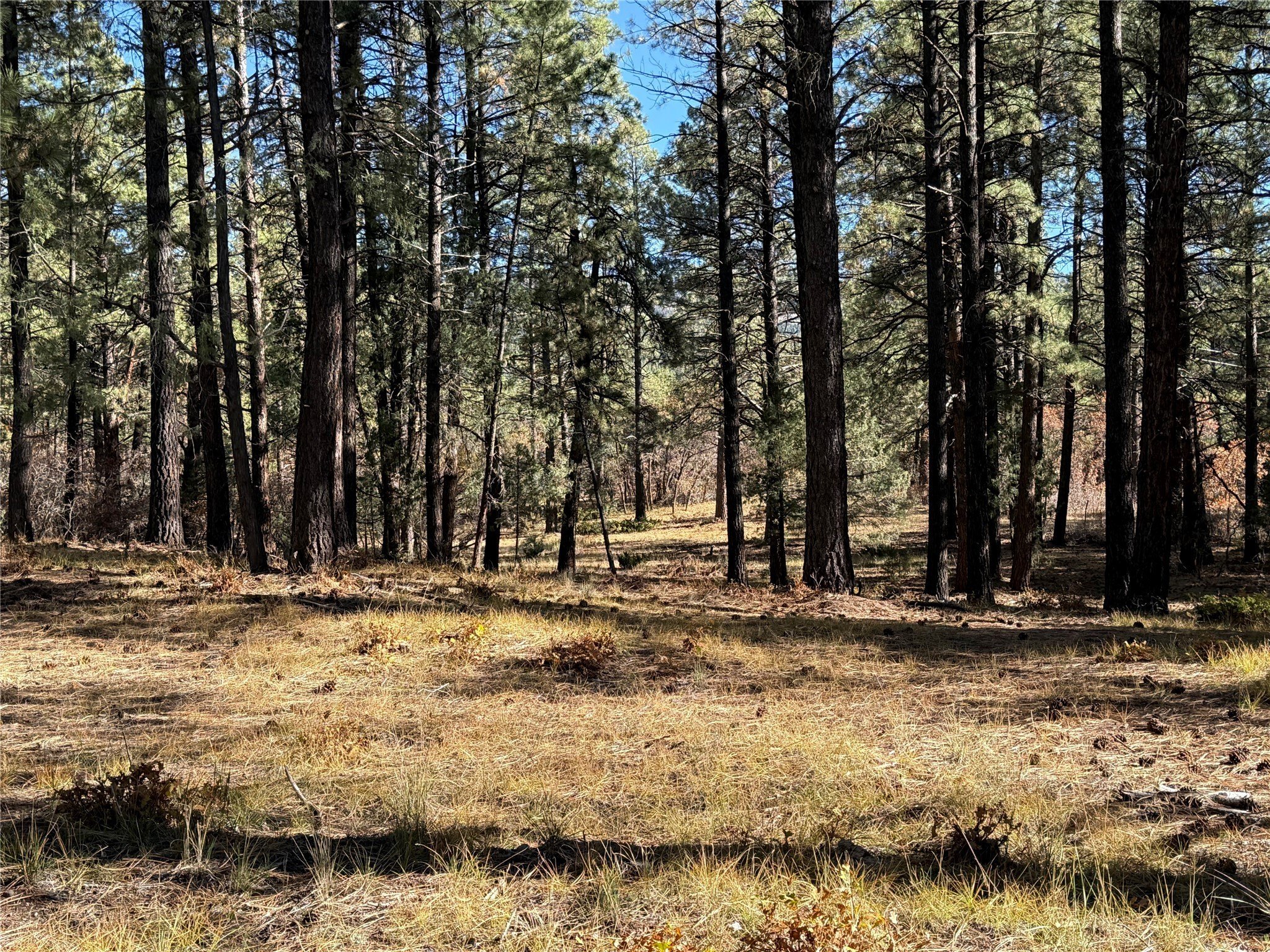 Chama, NM Land Parcel