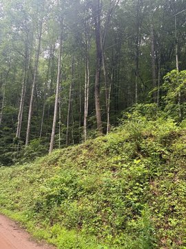 Land in Franklin, North Carolina