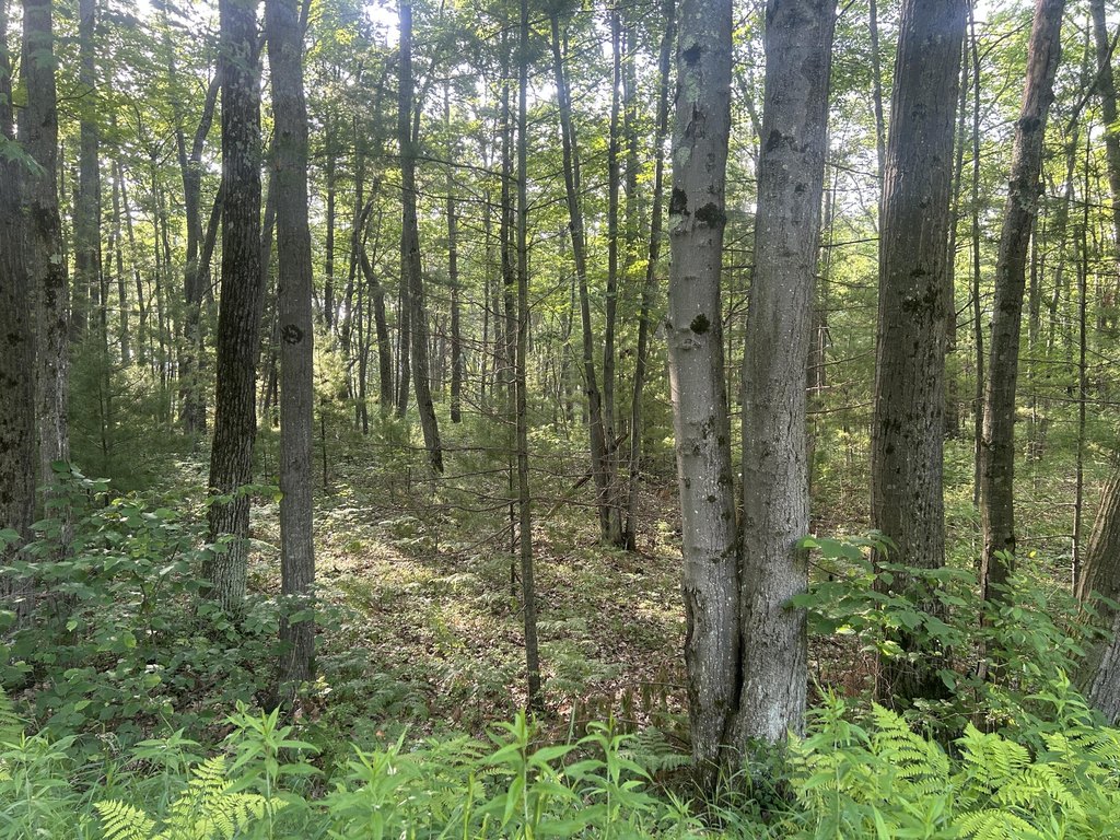 Picture 5
