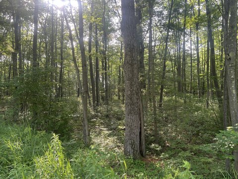 Private Wooded Lot Near Lake Huron