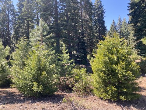 Lake Almanor Land For Sale