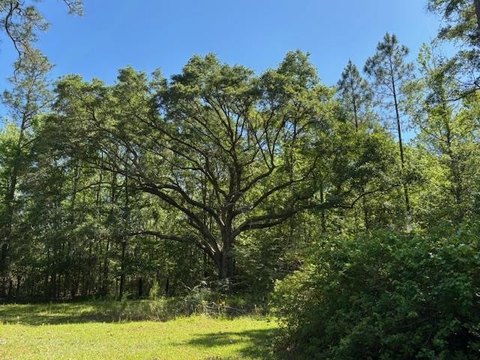 Wooded Acreage with Creek