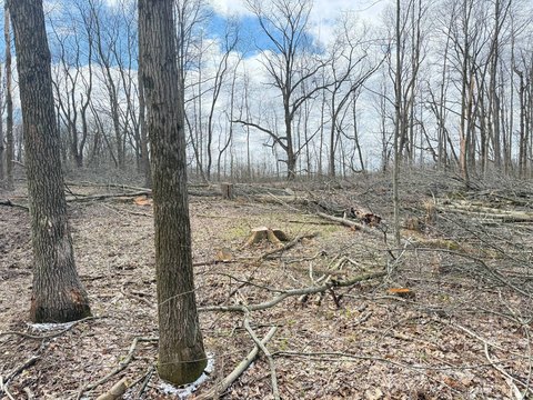 Recreational Hunting Land with Road Access