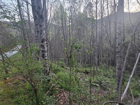 Sylva, NC Wooded Lot
