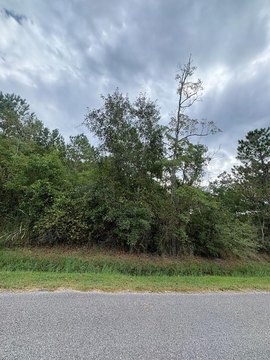 Vacant Wooded Lot in Waveland