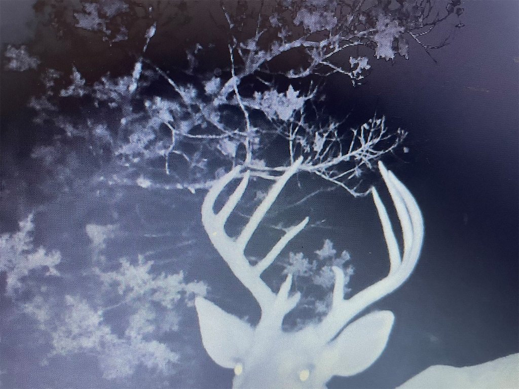 Picture 4