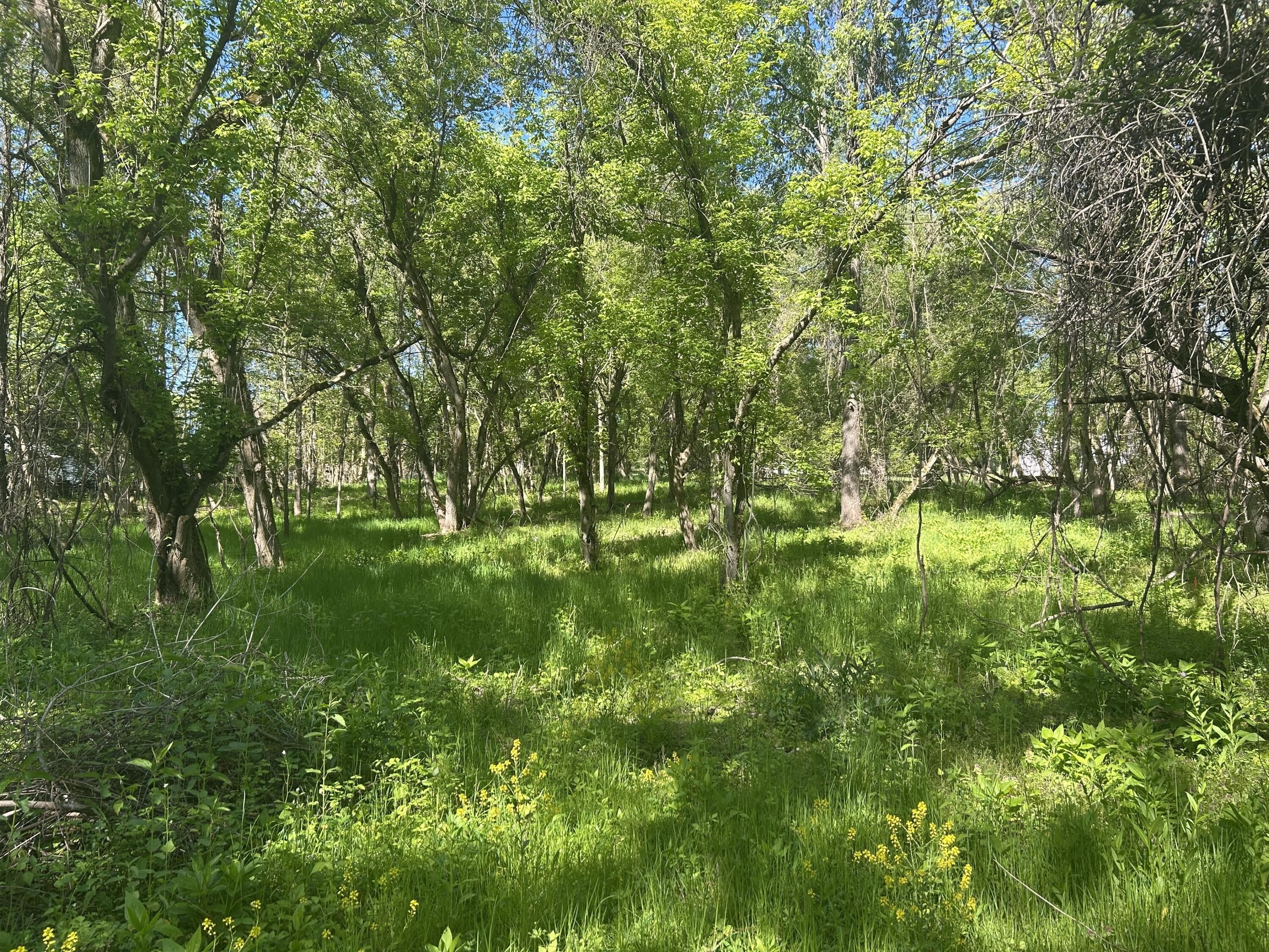 Wooded Building Site Near Charlotte