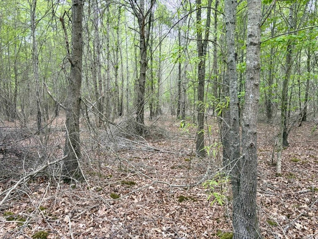 Picture 37