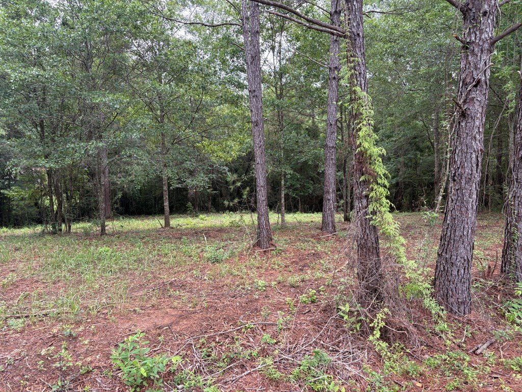 Picture 4