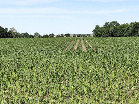 Flat Agricultural Land Parcel