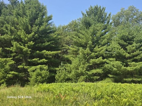 Land, Irons, MI