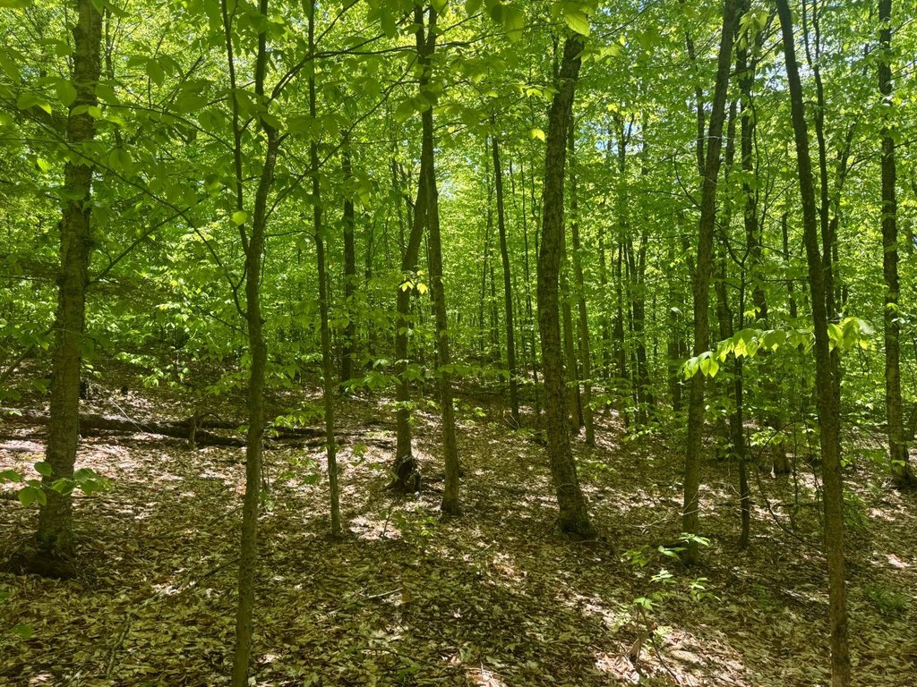 Picture 5