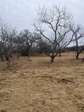 Ag-Exempt Ranch Acreage