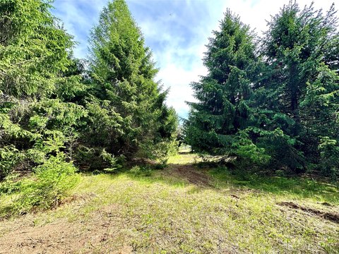 Wooded Land Parcel in Colfax
