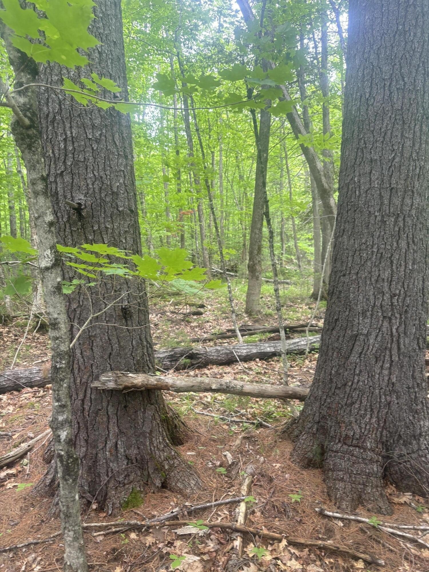 Waterfront Land in Moscow, Maine