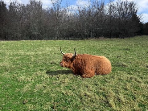 77-Acre Land Near FM 2736