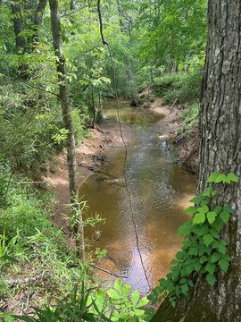 Unrestricted Land Near National Forest