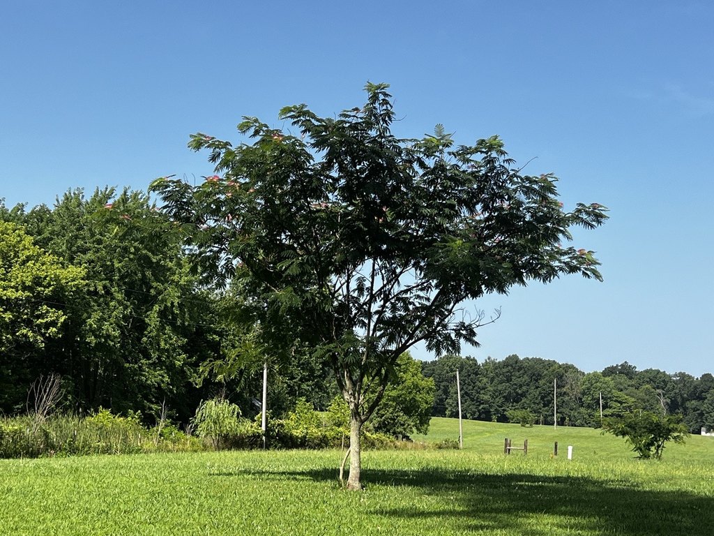 Picture 25
