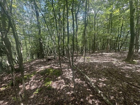 LAND - Terra Alta, WV