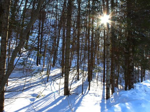 Wooded Land Near Whitecap Resort