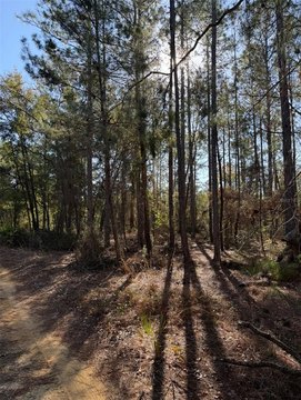 Wooded Land Parcel in Interlachen