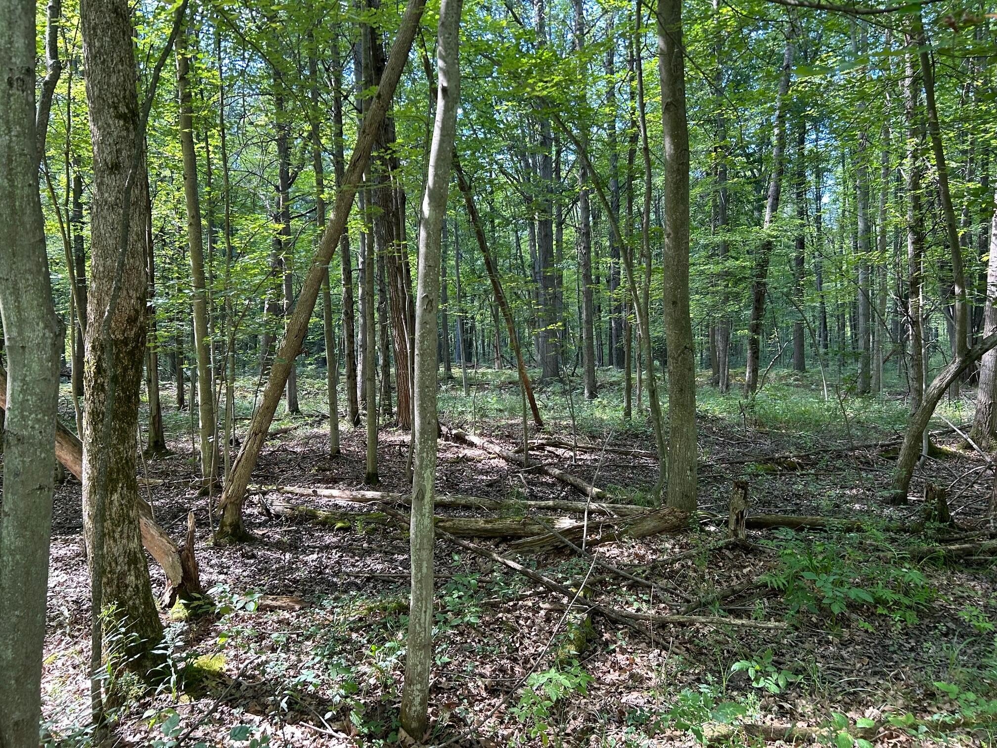 Wooded Acreage Near Mt. Pleasant