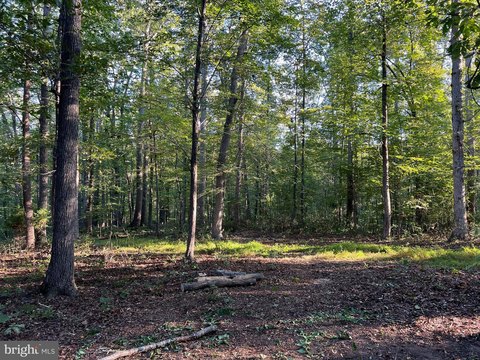 Reva, VA Wooded Land