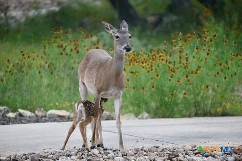 Unrestricted Corner Lot Near Park