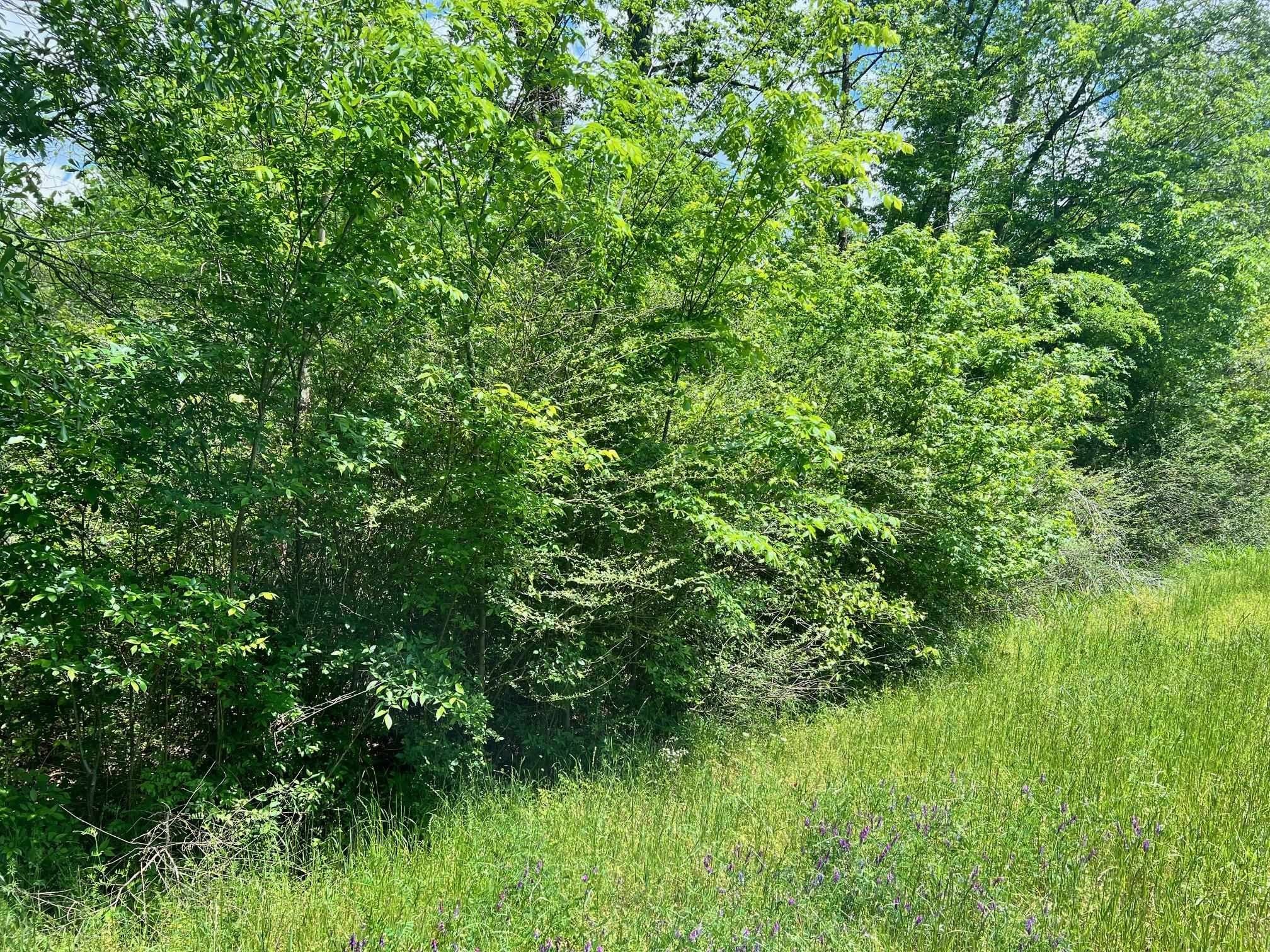 11.84 Acres on Highway 87