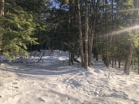 Wooded Rural Land with Road Frontage
