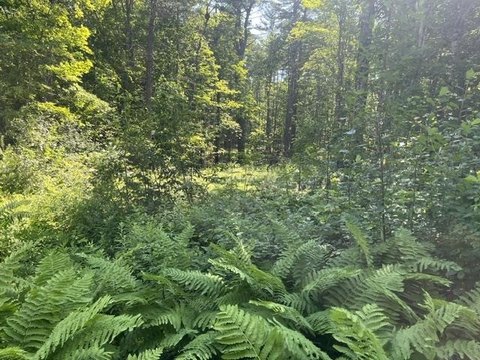 LAND - Plainfield, NH
