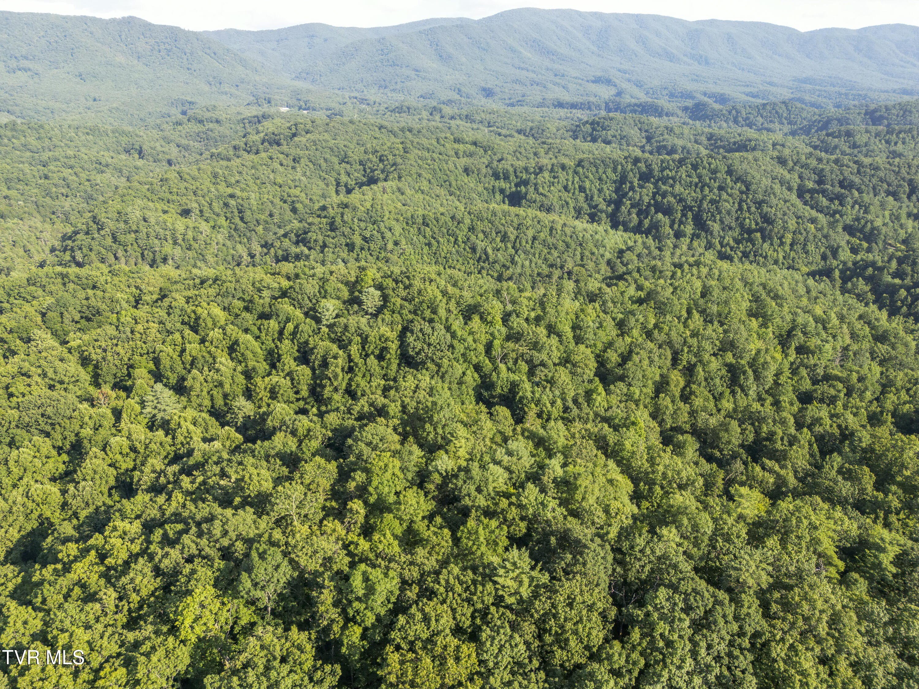 Serene Land on South Holston