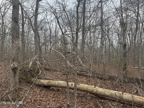 Level Wooded Lot Near Lake