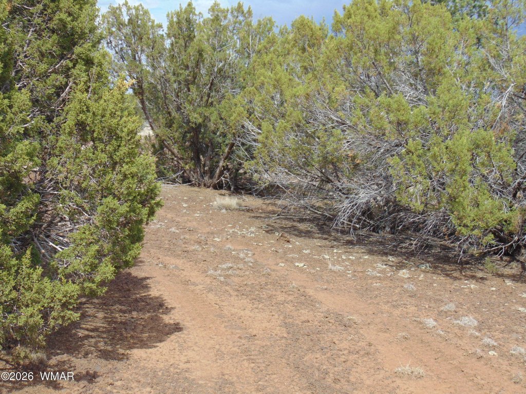 Picture 25
