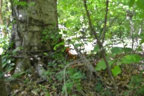 Land, Burkesville, KY