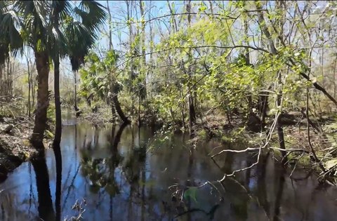 Creek-Front Wooded Land Tract